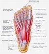 Anatomia del piede: come funzionano i nostri piedi | Formative Zone
