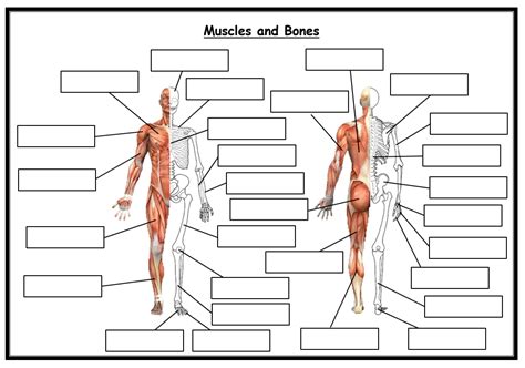 Gcse Pe Edexcel 9 1 Combined Blank Skeleton And Muscles Worksheet