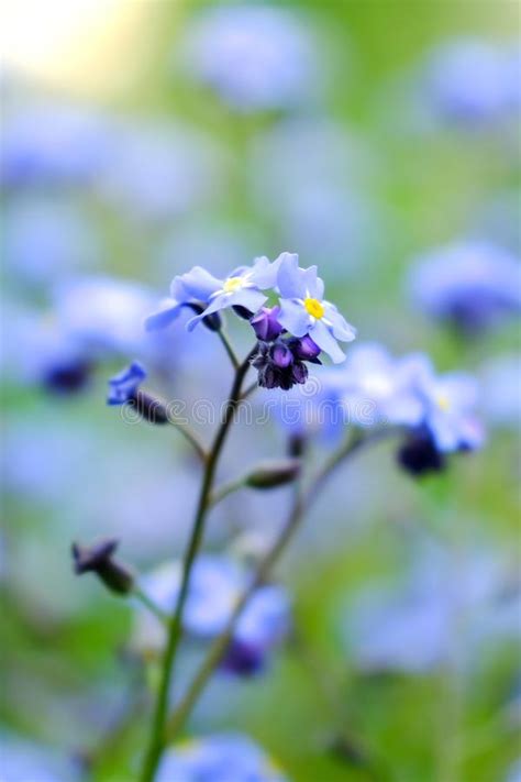 Macro Blue Petals Forget Me Not Spring Wildflowers Close Up