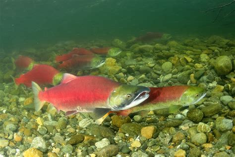 Alaskan Sockeye Salmon Catches Break Records ⋆ Bellingham Cold Storage