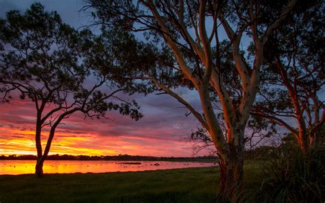Wallpaper Big Swamp Australia Water Trees Sunset