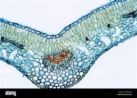 Xylem And Phloem In Leaf Microscope Micropedia