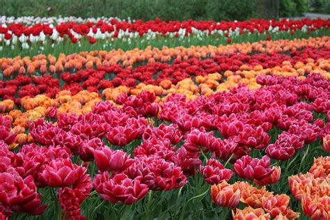 Keukenhof Tulip Gardens Near Amsterdam Netherlands Tulips Garden