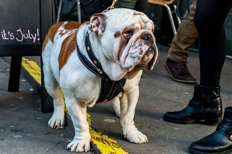 Make sure you take them to a vet at regular intervals to get their development checked english bulldogs are not the most active dogs, but they do still require their daily walks. Inbreeding has destroyed the English bulldog's genetic diversity | New Scientist