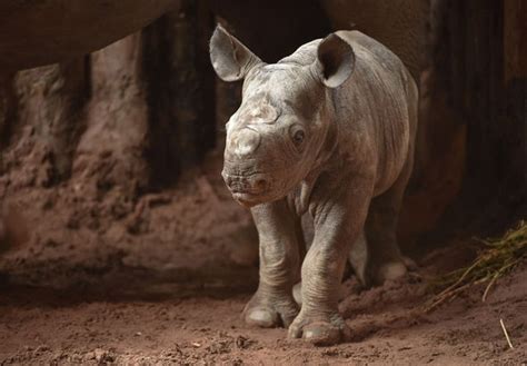 Incredibly Rare Baby Rhinos Born Just One Week Apart At Chester Zoo