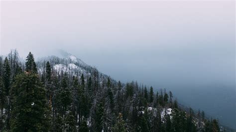 Download Wallpaper 1600x900 Mountain Peak Forest Fog Snow Trees
