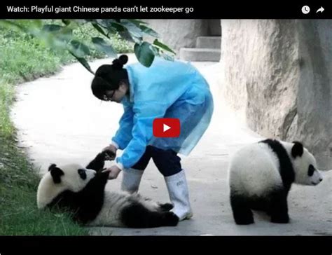 Watch These Pandas Play With Their Keeper
