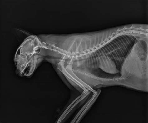 Cat X Ray Stock Photos Pictures And Royalty Free Images Istock