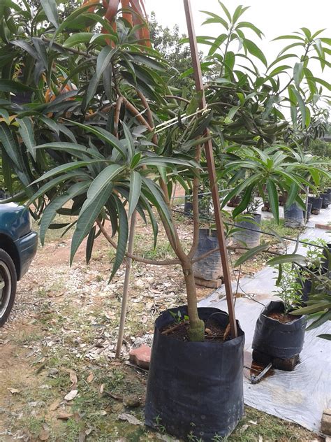 Langkah ketiga dalam proses penanaman tanaman buah durian agar mendapatkan hasil yang maksimal ialah lakukan persiapan bibit tanaman. Mencari Keberkatan Melalui Pertanian: Tanam Dalam Pasu ...