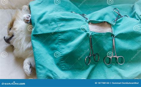 Pomeranian Dog Sterilization Operation Dog Lying On His Back On The