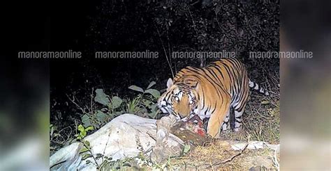 Bairakuppa Residents Demand Capture Of Man Eating Tigress