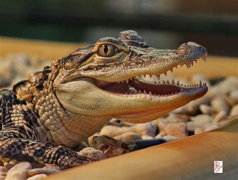 Schnappi das Krokodil Foto & Bild | tiere, tierkinder, jkz foto Bilder auf fotocommunity