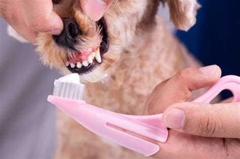 6 Common Signs Of Dental Diseases In Dogs