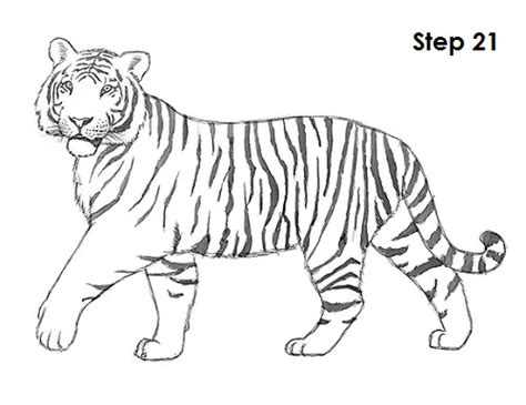 How To Draw A Tiger Video Step By Step Pictures