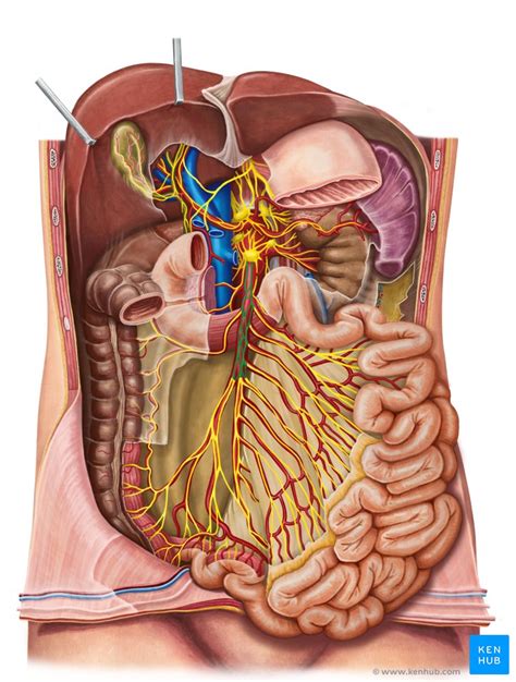 Large Intestine Blood Supply And Innervation Kenhub