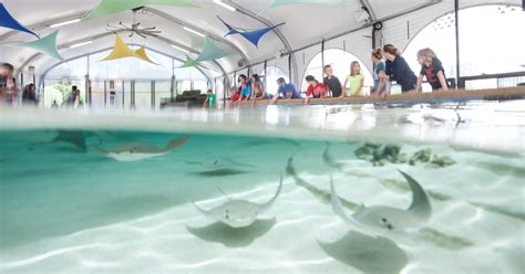 Stingray Touch Shedd Aquarium