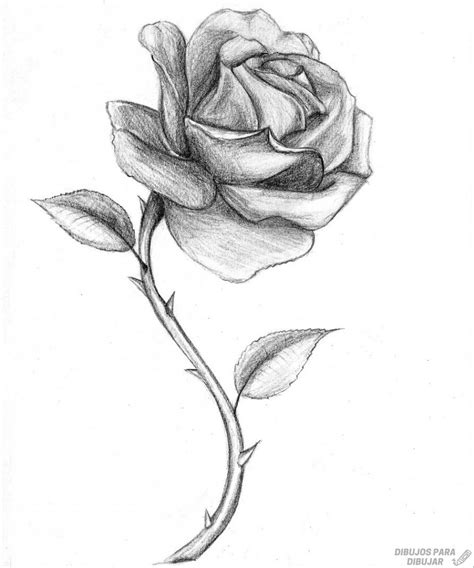 磊 Dibujos De Rosas【190】lindas Y A Lápiz