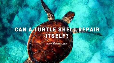 Can A Turtle Shell Repair Itself 7 Clear Ways To Fix Shell
