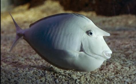 Meet Nimrod The Bizarre Unicorn Fish That Looks Almost