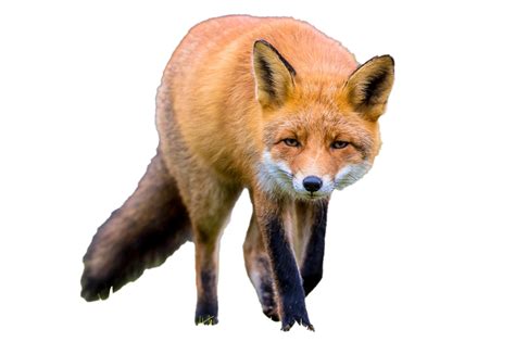 Fox Png Images Transparent Background Png Play