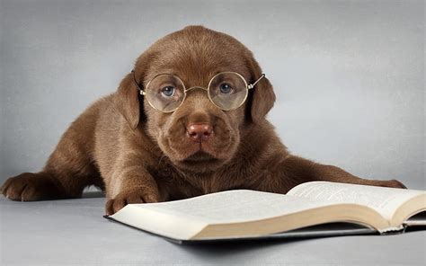 Dog Wearing Glasses Reading A Book Brown And White Pug Dog Wearing