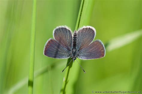 Small Blue Butterfly (Cupido minimus) | Urban Butterfly Garden