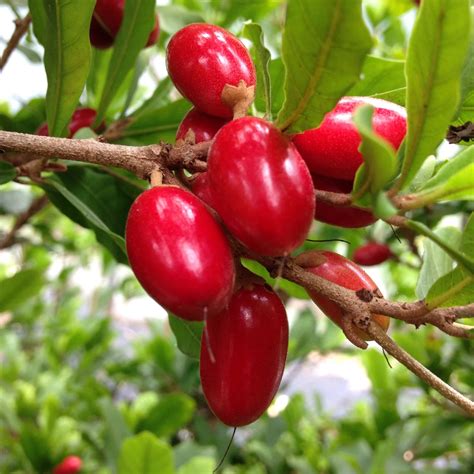 Miracle fruit (synsepalum dulcificum) is also known as miracle berry, evergreen shrub that can also be trained as a standard tree. The Miracle Fruit -- It Makes Sour & Bitter Foods Taste ...