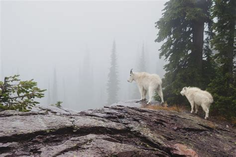 Best Hikes To See Mountain Goats Outdoor Project
