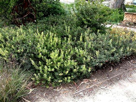 Green mound boxwood (buxus green mound) is a traditional choice for gardens with a formal style or for providing structure to edgings and borders. San Marcos Growers > Products > Plants > Another Image