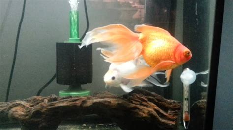 Goldfish Chasingbreeding Ritual Youtube