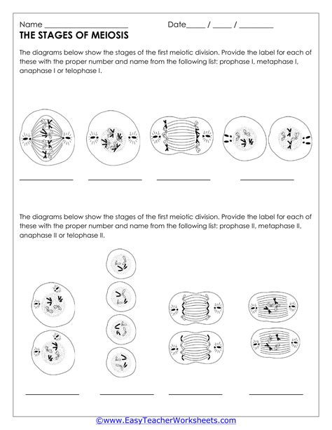 Best Images Of Meiosis Diagram Worksheet Meiosis Stages Worksheet The