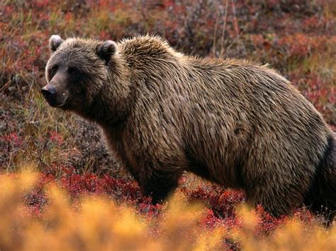 Grizzly Bear Funny Animal