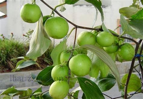 jual biji benih tanaman buah bidara arab sidr  lapak sumber hijau