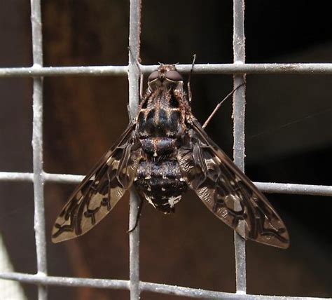 Bee Fly Xenox Tigrinus BugGuide Net