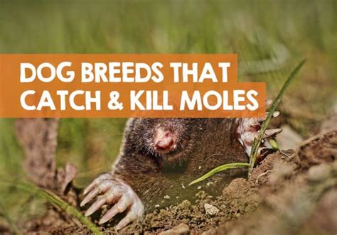 What Dogs Breed Kill Moles 6 Best Mole Catching Dogs