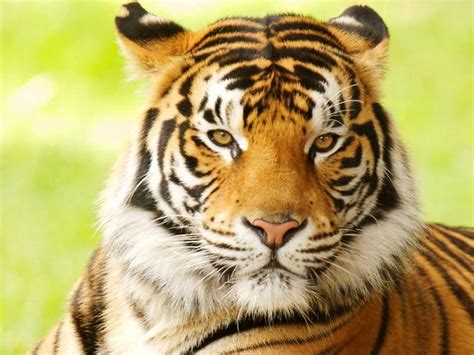 Bengal Tiger Species Wwf
