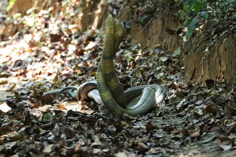 Battle Of Suffocation Two King Cobras Clash Over Their Queen In The