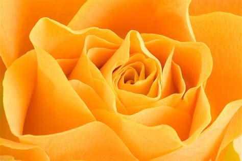 Yellow Rose Petals Background
