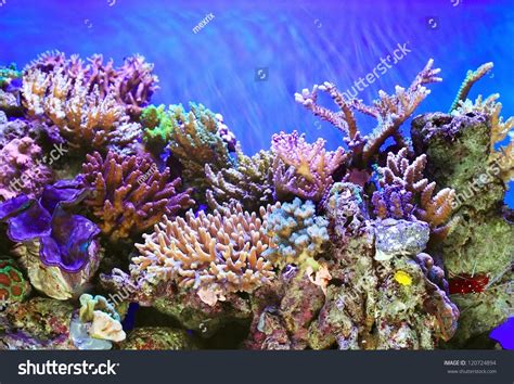 Tropical Sea Underwater Coral Reefs Fish Stock Photo
