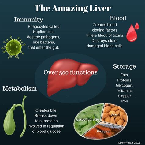 Learn vocabulary, terms and more with flashcards, games and other study tools. 500 functions? the amazing #liver! - scoopnest.com