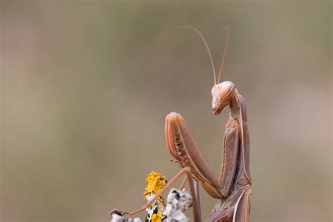 Mante Religieuse Mantis Religiosa Femelle Mante Religieu Flickr