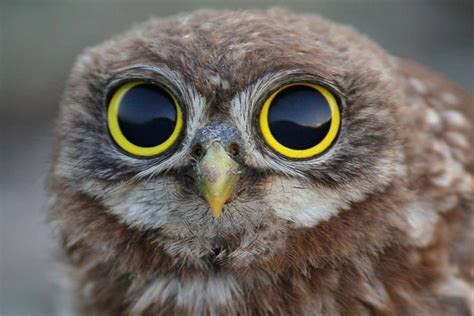 Baby Owl With Very Big Eyes Espécies De Coruja Coruja