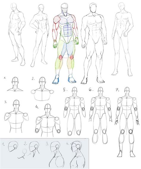 Moscular Male Anatomy Male Figure Drawing Human Drawing Figure