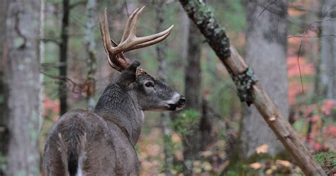 Mdwfp Deer Gun Season Opens Statewide In Mississippi