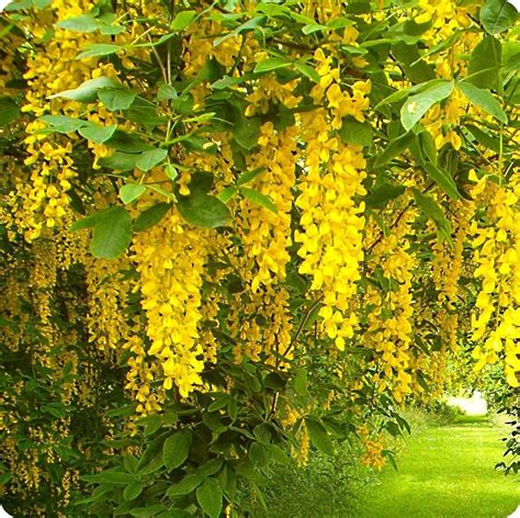 Golden Chain Tree Seeds Common Laburnum Anagyroides Vulgare Golden
