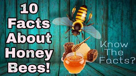 10 Facts About Honey Bees Honey Bees Facts Learning Facts Youtube