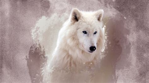Start your search now and free your phone. The Wolf Wallpapers | HD Wallpapers | ID #12164