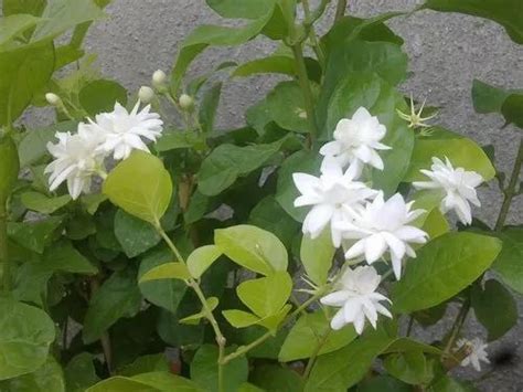 Full Sun Exposure Jasminum Sambac Live Jasmine Flower Plant In Pot
