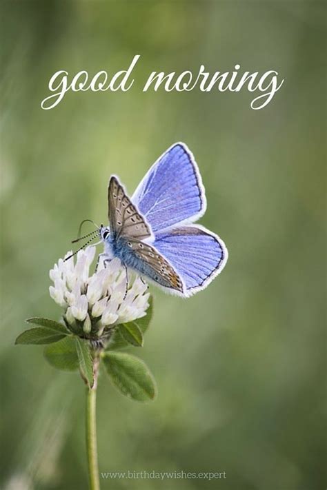 Good Morning Of Butterfly Images Wisdom Good Morning Quotes