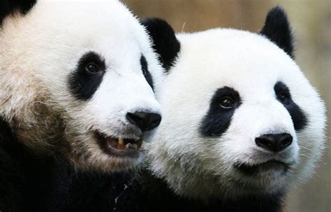 Finally Some Privacy After 13 Years Giant Pandas Mate In Shuttered